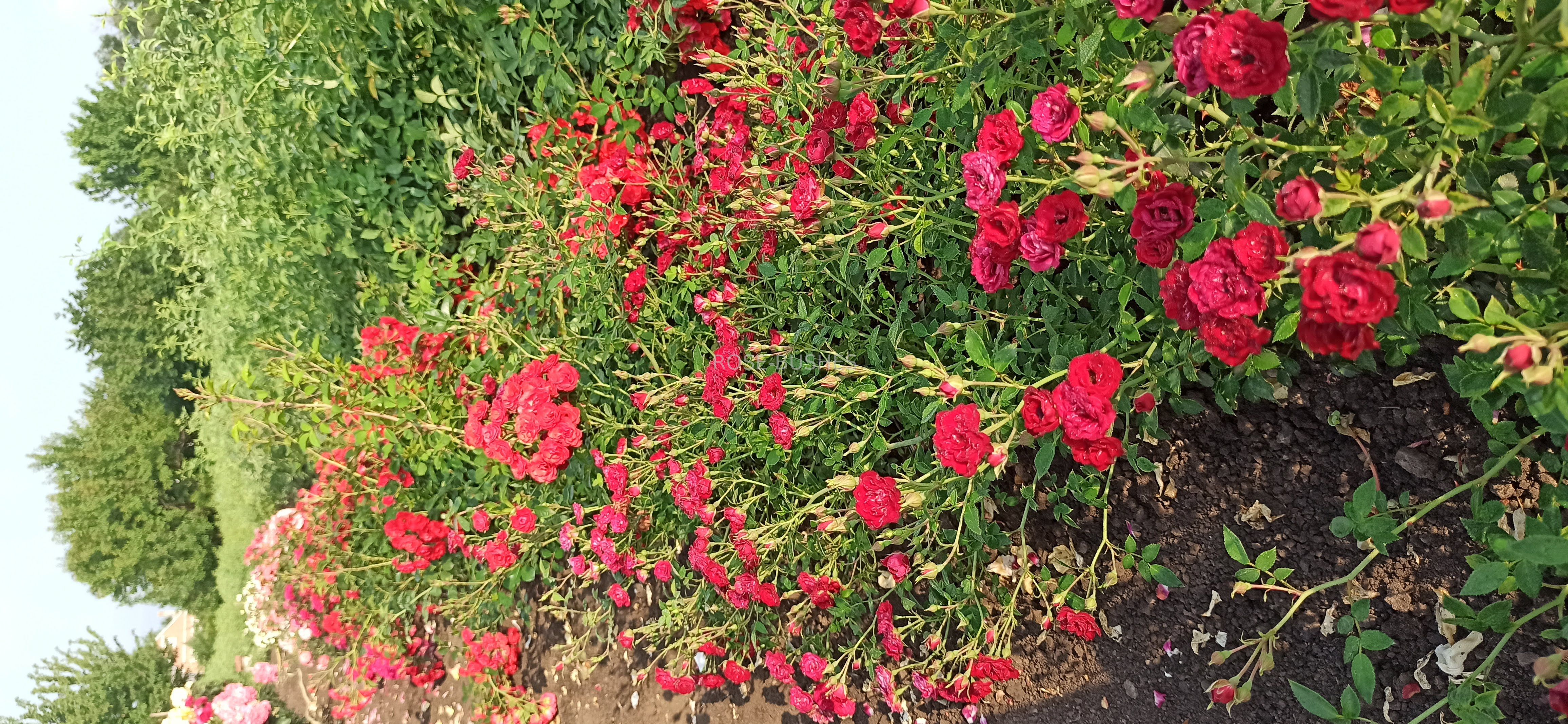 ��� �����. Red Fairy. (��. �������.)